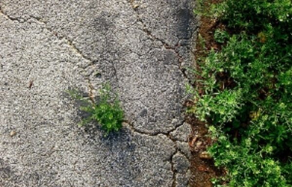 plant growth from concrete