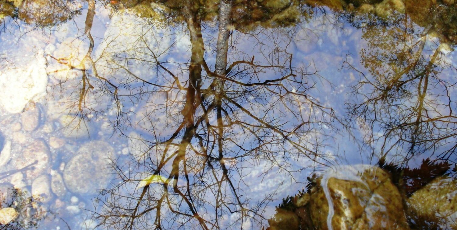 Image of a dry tree seen in water