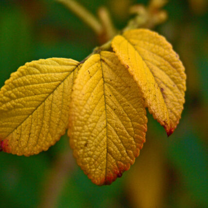 Photo of Yellow leaves