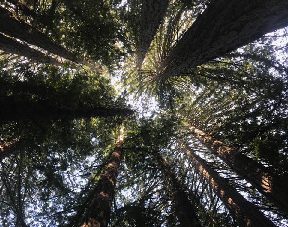 Photo of redwoods