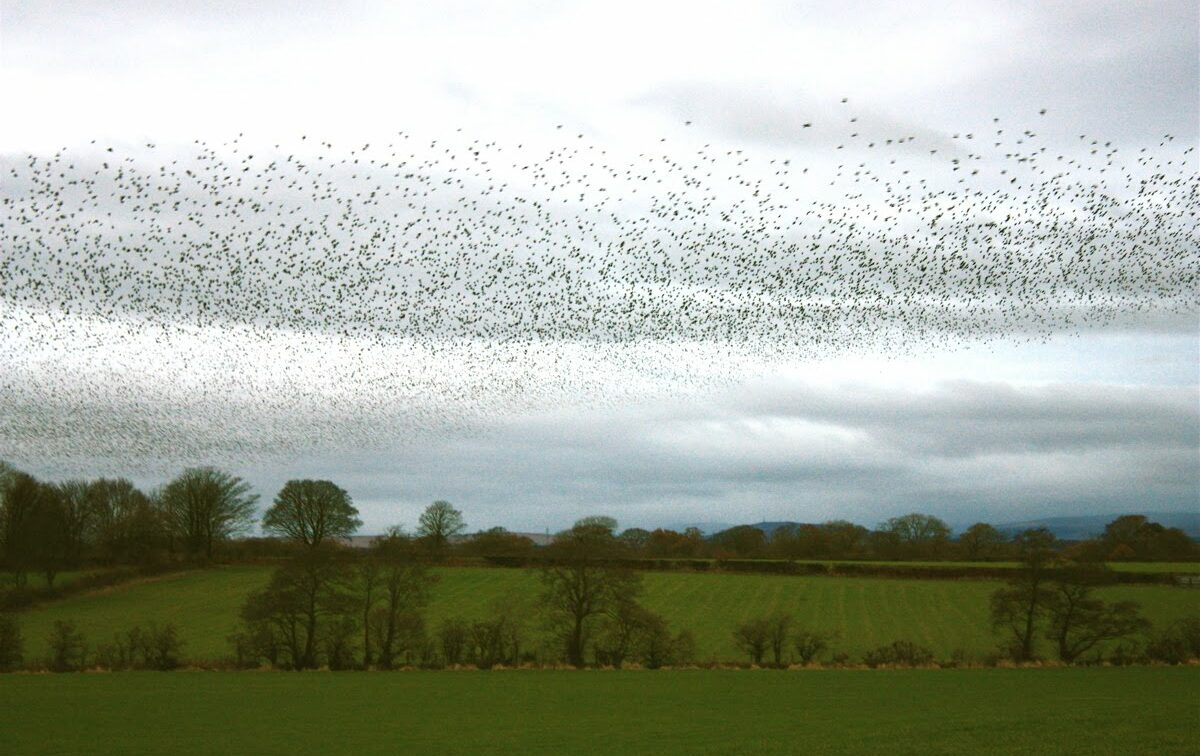 Photo of murmuration (birds flying together)