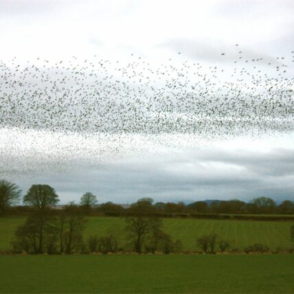 Photo of murmuration (birds flying together)