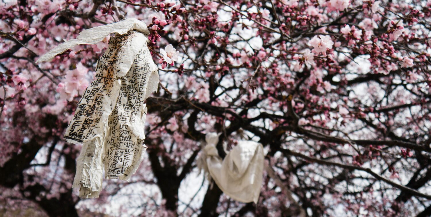 Photo of strips of white fabric tied around cherry blossom branches