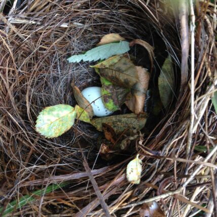Photo of small blue egg in nest