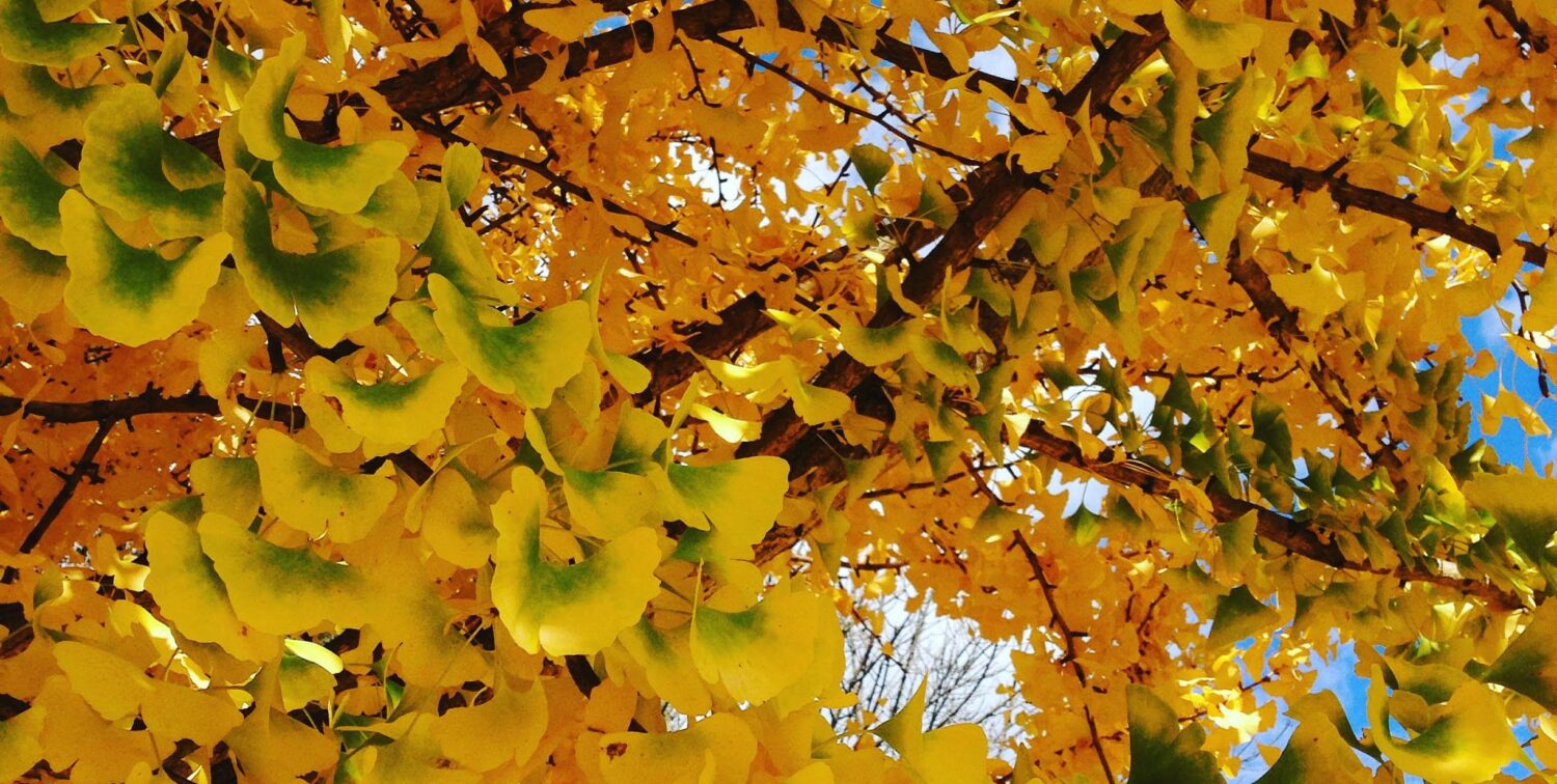 Photo of yellowing leaves on a tree