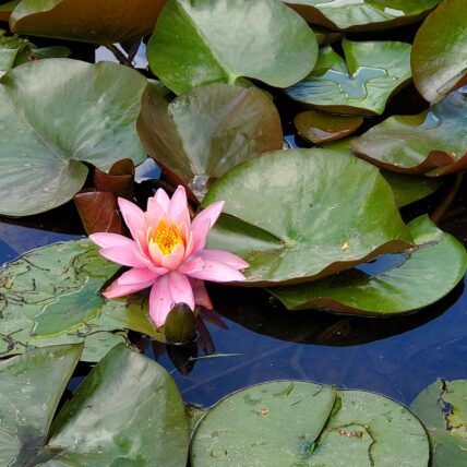 Photo of a pink lily flower and lily pads on the surface of a pond