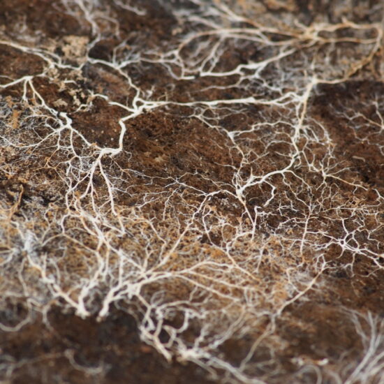Photograph of mycelial tendrils growing in dirt